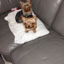 Yorkshire Terriers from Mary's Precious Yorkies