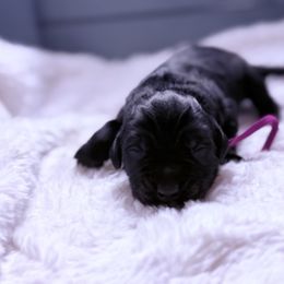 Spice - Black female Newfoundland puppy in Conroe, Texas from SugarPaws Newfoundlands