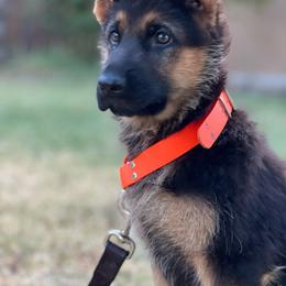 Purple - Black and red female German Shepherd puppy in Sacramento, California from Von Blackwolf German Shepherds