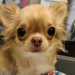 Cashew - Chihuahua