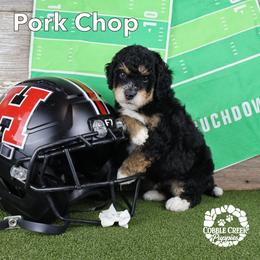 Pork Chop - Tri-color male Bernedoodle puppy in Heyworth, Illinois from Cobble Creek Puppies