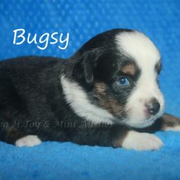 Bugsy - Black tri male Toy Australian Shepherd puppy in Godley, Texas from Flying H Toy and Mini Aussies