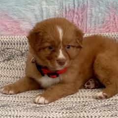 Nova Scotia Duck Tolling Retriever Puppies from Juniper Tollers