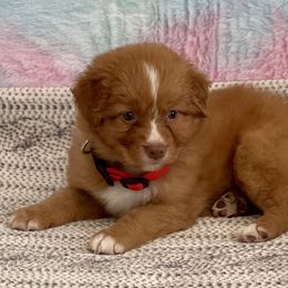 Nova Scotia Duck Tolling Retriever Puppies from Juniper Tollers