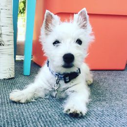 West Highland White Terrier Puppies from Elvador West Highland White Terriers