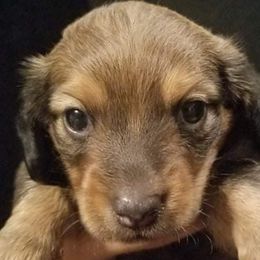 Dachshunds from Minnesota dachshund