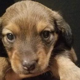 Dachshunds from Minnesota dachshund