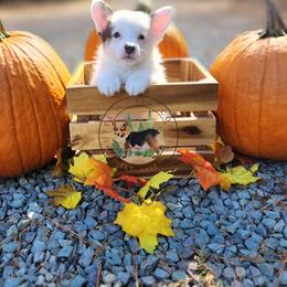 Jackpot - Gray and white male American Corgi puppy in Cameron, North Carolina from Butts Family Corgis