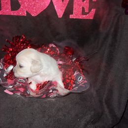 Maltese Puppies from Sweetface Maltese
