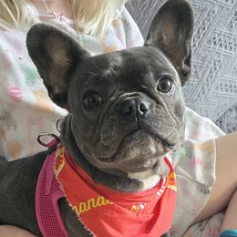 Betty - French Bulldog