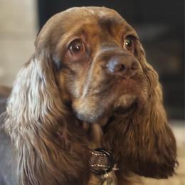 Moose - Cocker Spaniel