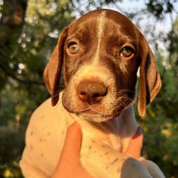 Dill - black collar - Liver and white male German Shorthaired Pointer puppy in Mokelumne Hill, California from Underhill GSP
