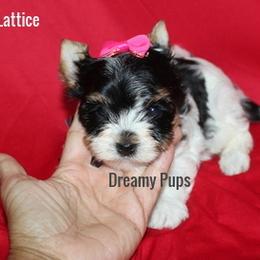 AKC Lattice SOLD - Black tan and white female Biewer Terrier puppy in Kennesaw, Georgia from Dreamy Pups