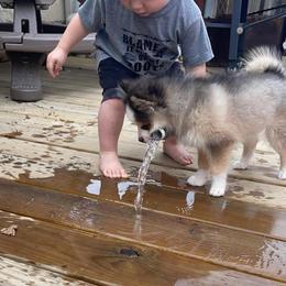 Pomsky Puppies from Furever Pomskies