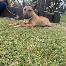 Bull Terrier and Pomeranian All Grown Up from Bossladykennels