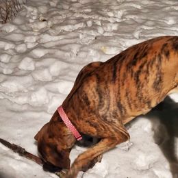 Great Dane All Grown Up from Port Bay Danes