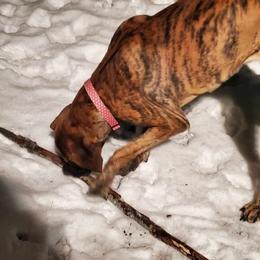 Great Dane All Grown Up from Port Bay Danes
