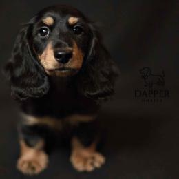 Quest - Black and tan male Dachshund puppy in Brooksville, Florida from Dapper Doxies