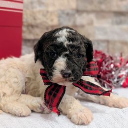 Flint - Brown male Lagotto Romagnolo puppy in West Jordan, Utah from Salt Lake Lagotto