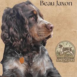 Beau - English Springer Spaniel