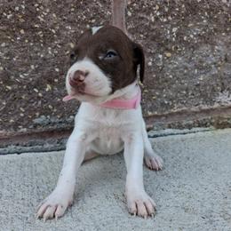 Girl 2 - female German Shorthaired Pointer puppy in Potosi, Wisconsin from Point and Flush Gun Dogs