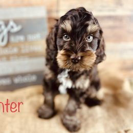 Boy 4 - Australian Labradoodle puppy in Dawson, Georgia from Still Pond Retrievers & Labradoodles