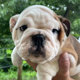 Bulldogs and French Bulldogs from Blair Bulldogs
