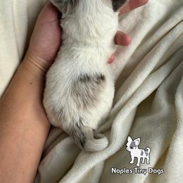 Pearl - Merle female Chihuahua puppy in Naples, Florida from Naples Tiny Dogs