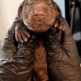 One - Brown female Newfoundland puppy in Tully, New York from Bear Paw Newfoundlands