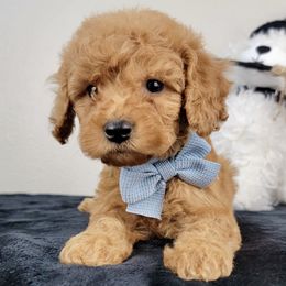 Hickory - Red  male Goldendoodle puppy in Temecula, California from Oodles O'Doodles