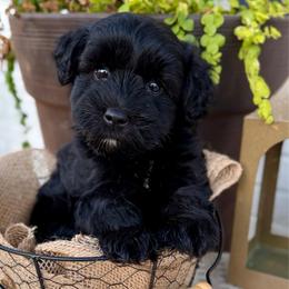 Magnolia - Black female Miniature Schnauzer puppy in Meridian, Mississippi from Hillside Kennels