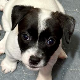Girl 1 - Black and white female Jack Russell Terrier puppy in Williston, Florida from CP FARMS BORDER COLLIES N JACKS CORP