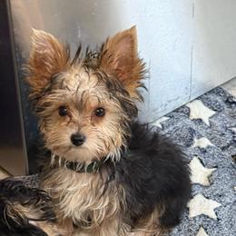 Maylee's Dark Green Boy - Black and tan male Yorkshire Terrier puppy in Lexington, North Carolina from Silver Valley Yorkies