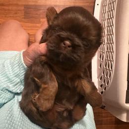 Girl 1 - Liver female Shih Tzu puppy in Tennessee from Cutshall Babies