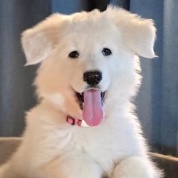 Dolly - White female Shiloh Shepherd puppy in Anza, California from Stunning Shiloh Shepherds