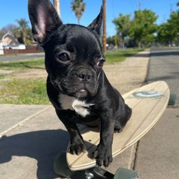 VooDoo - French Bulldog