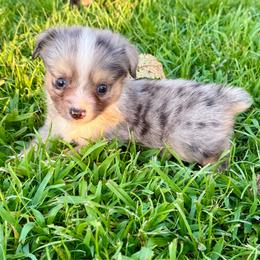 Sunny - Blue merle male Toy Australian Shepherd puppy in Puryear, Tennessee from A&W Toy Aussies