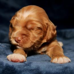 Melba - Apricot female Australian Labradoodle puppy in Stanwood, Washington from Victoria Creek Australian Labradoodles