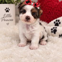 Milly bear - Chocolate, tan and white female Yorkshire Terrier puppy in Navarre, Florida from KAYY services