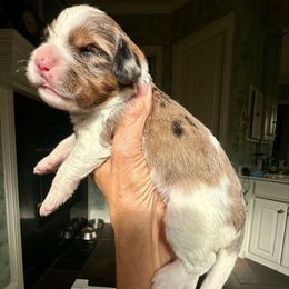 Boy 3 - Sable male Bernedoodle puppy in Royse City, Texas from Platinum Bernedoodles of Texas