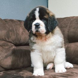 Saint Bernard Puppies from Atkinson Saint Bernards