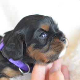 Cavalier King Charles Spaniel Puppies from Diamond Rose Cavalier LLC