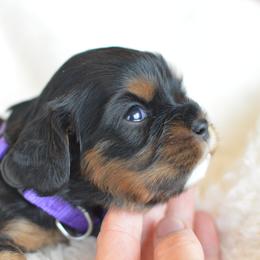 Cavalier King Charles Spaniel Puppies from Diamond Rose Cavalier LLC