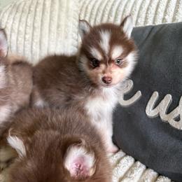 Pyro - Chocolate male Pomsky puppy in Valparaiso, Indiana from Valparaiso Pomskys