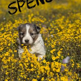 Spencer - Blue merle male Border Collie puppy in Sanger, California from Flying M Cactus Ranch Buddies