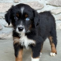 Layla - Black tri female Miniature Australian Shepherd puppy in Cunningham, Tennessee from Copper Creek Aussies