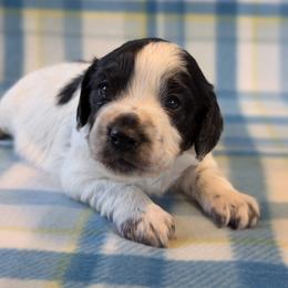 Working home only. Not suitable for pet or companion homes - Blue roan male English Cocker Spaniel puppy in Phillips, Nebraska from Fenloch Gundogs