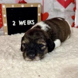 Girl two - Brindle female Dachshund puppy in Lakeland, Florida from Ruthie’s Rich Mini Dachshunds