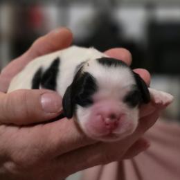 Enzo - Black and white male Cocker Spaniel puppy in Winston Salem, North Carolina from Cocker Cottage