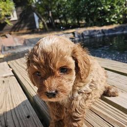 Cavapoo, Cockapoo, Goldendoodle, and Maltipoo Puppies from Perdue Puppies